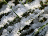 Синоптики обещают заморозки от -1 до -4 в субботу в Ленобласти