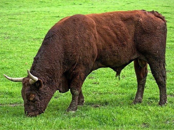 В Ленобласти фермерский бык убил мигранта