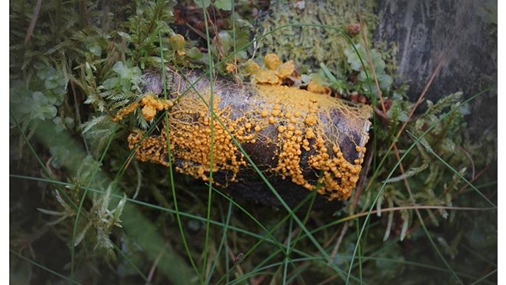 В лесах Ленобласти заметили грибоподобное существо, которое само передвигается