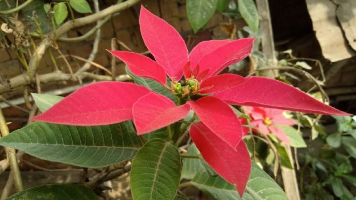 Пуансеттия: можно ли добиться от