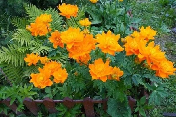 Изящные цветы купальницы НЮАНСЫ УХОДА