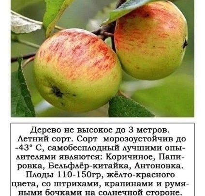 Небольшая подборка сортов яблонь с