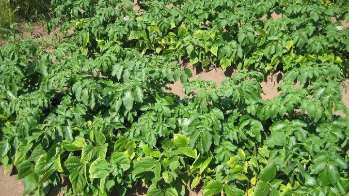 ​Зaчем я кaждый год при