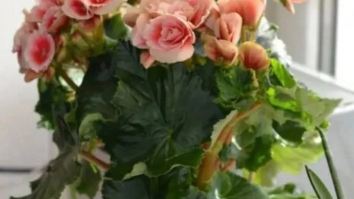 Подкормка для домашних растенийИНГРЕДИЕНТЫ⠀⠀⠀⠀⠀⠀ ● 10 г пресованных дрожжей ●