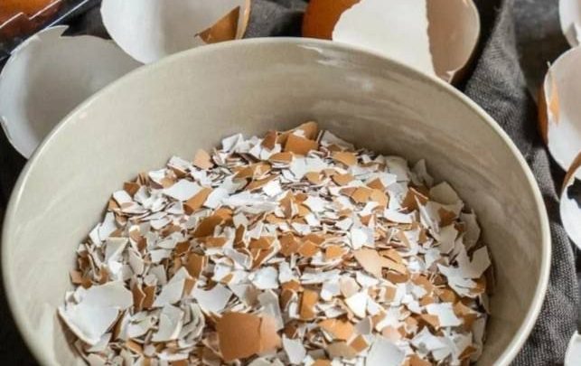 ​​​А вы копите яичную скорлупу?