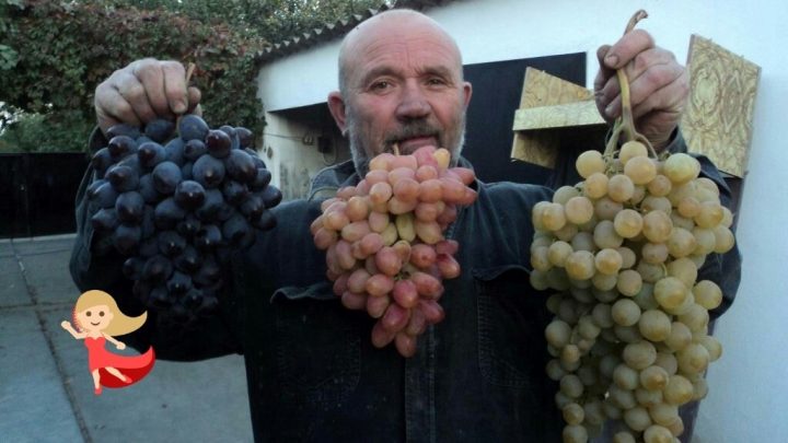 Наш дедушка из Краснодара поделился с нами своим урожаем. Виноград