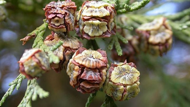 Никогда не покупайте эти хвойные