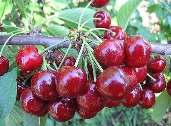 АППЕТИТНО!ВИШНЯ ИЛИ ЧЕРЕШНЯ?