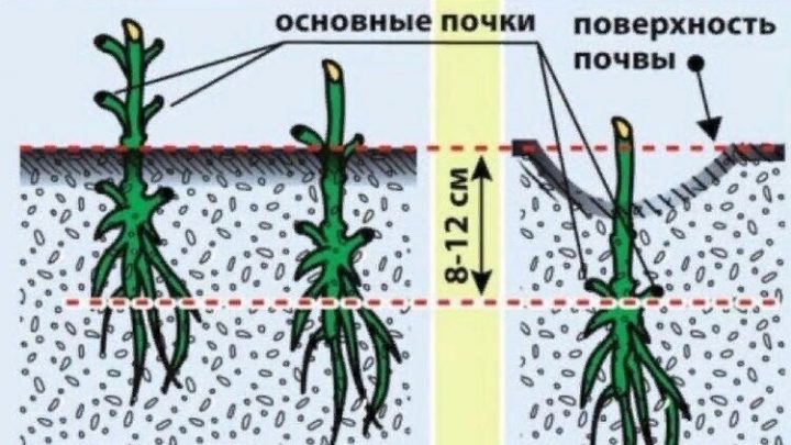 Как и куда правильно посадить