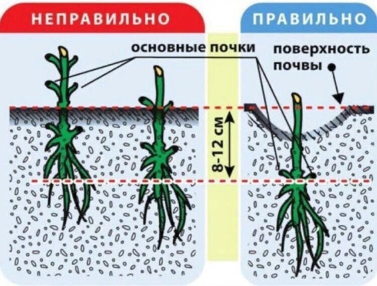 Как и куда правильно посадить