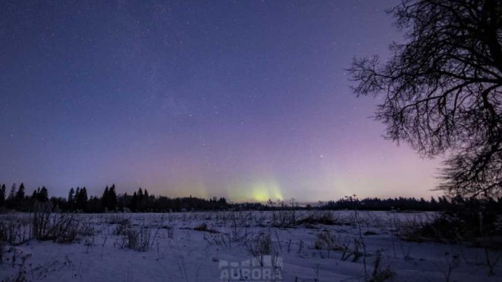 В небе над Ленобластью наблюдали северное сияние — фото