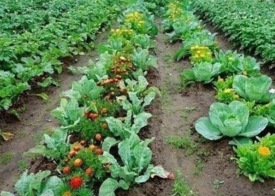 Что с чем рядом сажать