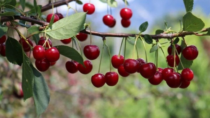 Самые урожайные вишни: эти сорта