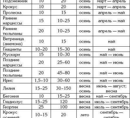 Таблица глубины и времени посадки луковичных