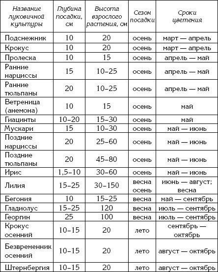 Таблица глубины и времени посадки луковичных