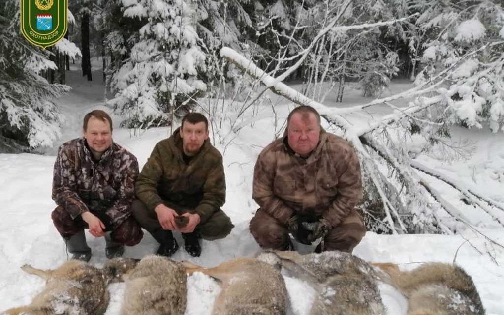 Шесть волков застрелили в Гатчинском районе