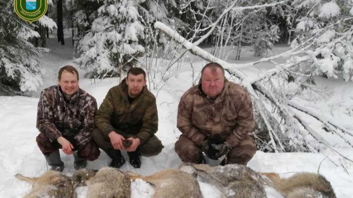 Шесть волков застрелили в Гатчинском районе