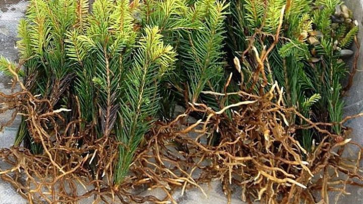 Черенкование хвойных зимойЛучше всего укореняются