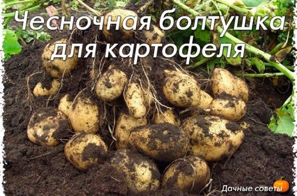 Чесночная болтушка для картофеляХотите получать