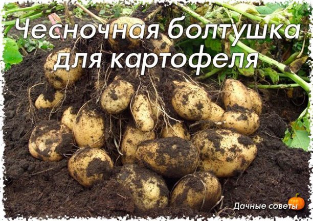 Чесночная болтушка для картофеляХотите получать