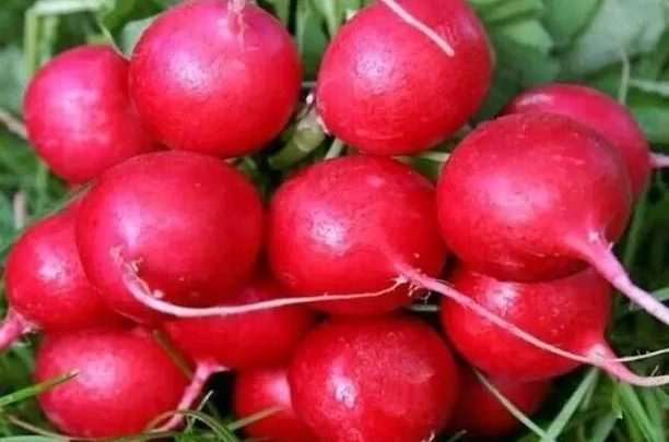 4 особенности выращивания крупного редиса