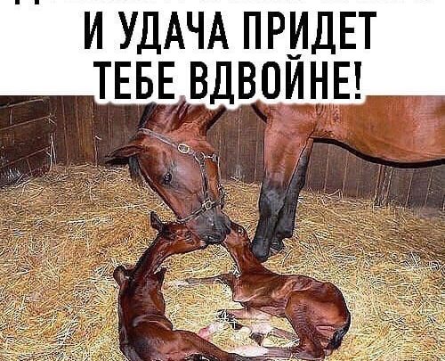 Вот так удача, у нашей Марты родились двое детенышей. Счастью