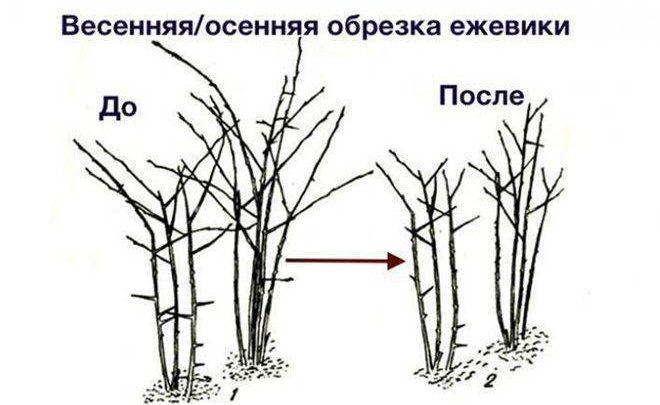 Как правильно формировать ежевикуБез прореживания