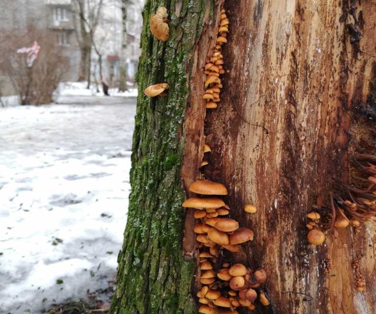 В Петербурге во дворе дома выросли зимние опята — фото