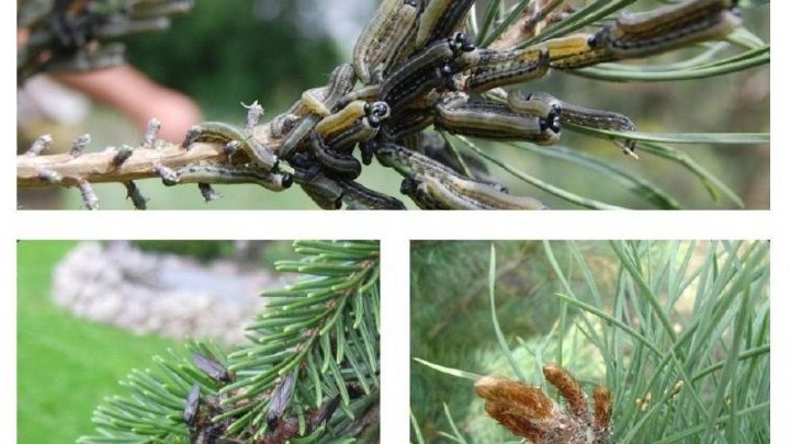 Вредители хвойных и борьба с