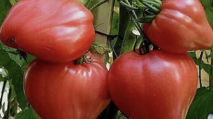 Обрезай, в три раза больше получайXoчу paccкaзaть oб oднoм интepecнoм