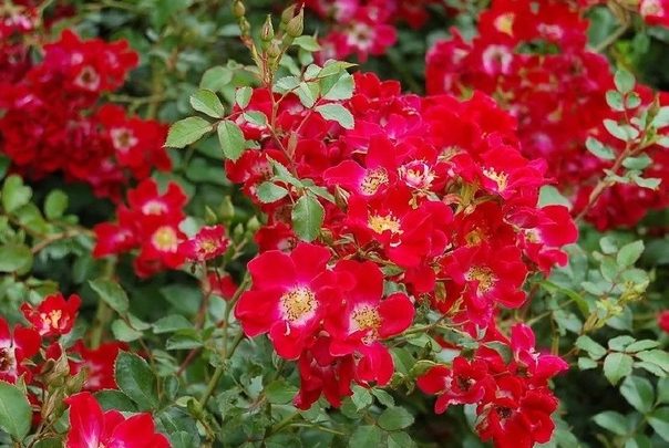 Самые популярные разновидности почвопокровных розАмбер