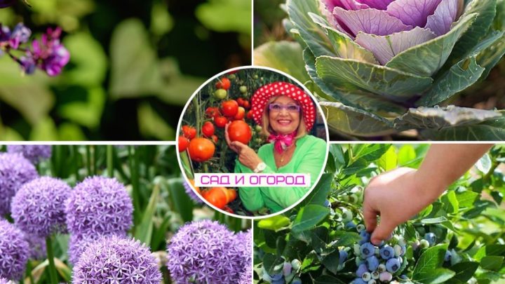 Съедобные культуры на клумбеРастения не делятся на «только для еды»