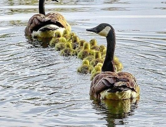 СЧАСТЛИВАЯ СЕМЬЯ…Мама впереди, а папа