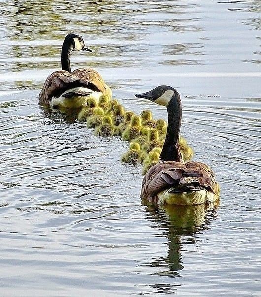 СЧАСТЛИВАЯ СЕМЬЯ…Мама впереди, а папа