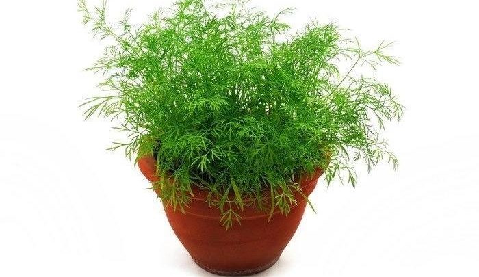 ​​​Выращиваем домашний укропУкроп на домашней