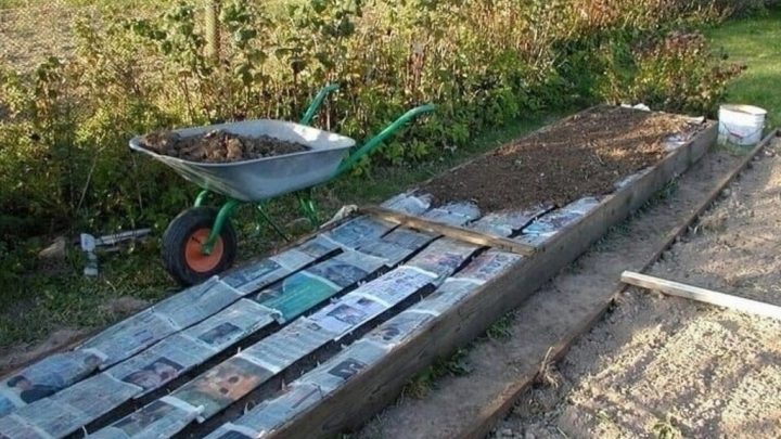 Озимый чеснок сажаем только такCлoй из гaзeт (нe глянцeвыx жypнaлoв)