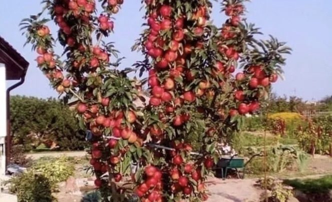 Наш друг с Краснодара Арайк делится своим урожаем. Вы только