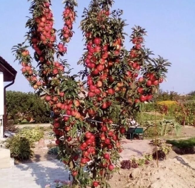 Наш друг с Краснодара Арайк делится своим урожаем. Вы только