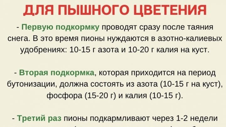 Подкармливаем пионы весной