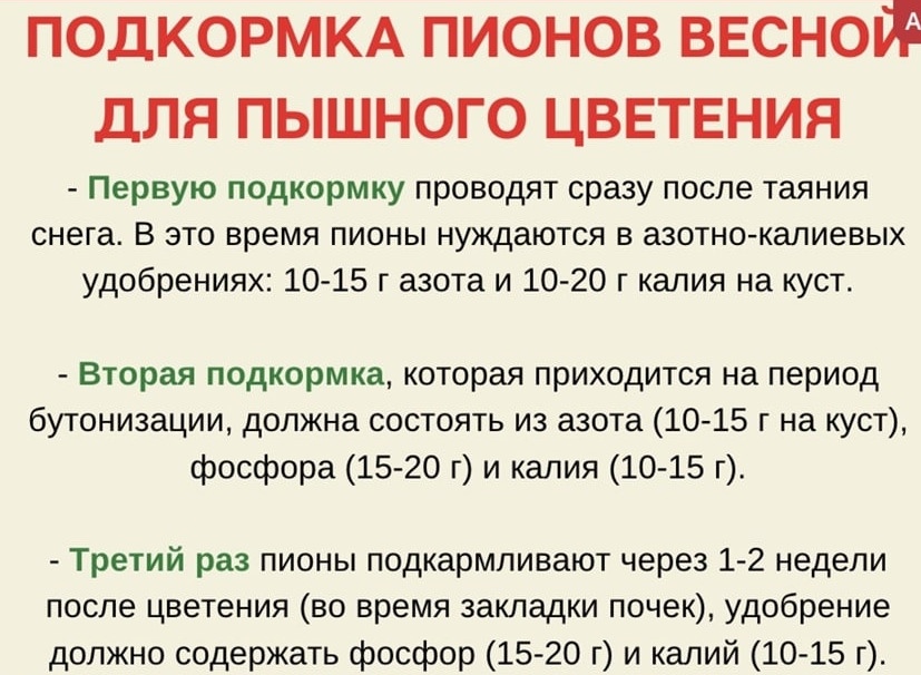 Подкармливаем пионы весной