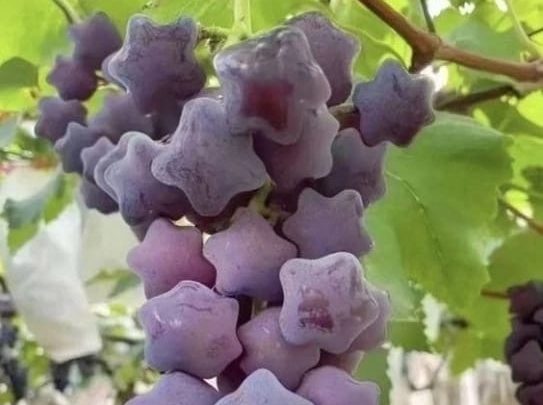 Этим летом на моем участке вырос виноград необычной формы. Удивляла