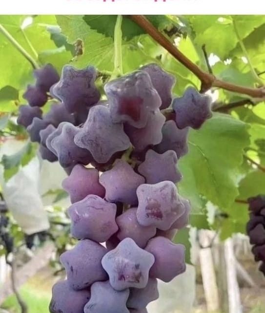 Этим летом на моем участке вырос виноград необычной формы. Удивляла