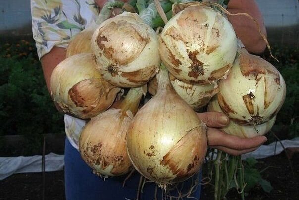 Секреты крупного лукаЯ еще не ахти какой огородник. Но вот