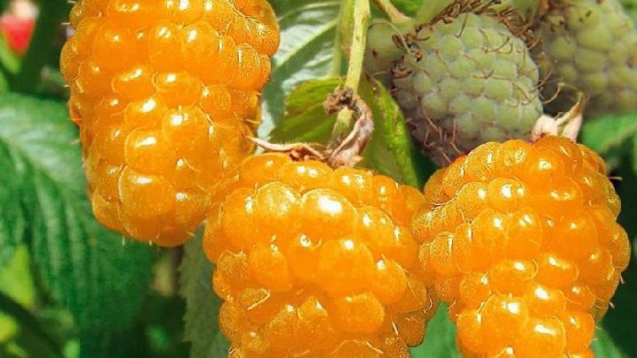 Отличные сорта желтой малины“Беглянка”, этот